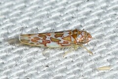 Tautoneura polymitusa
