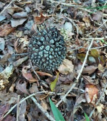 Strobilomyces strobilaceus