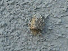 Rhaphigaster nebulosa