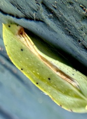 Caloptilia hypericella