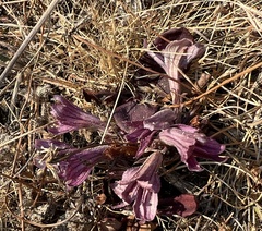 Aphyllon californicum