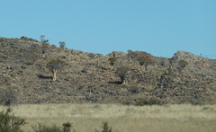 Aloidendron dichotomum