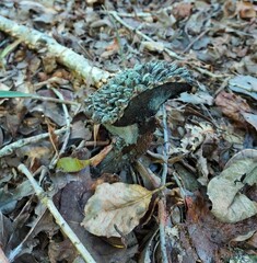 Strobilomyces strobilaceus