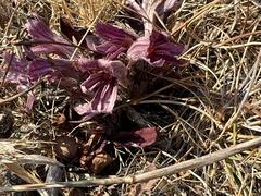 Aphyllon californicum