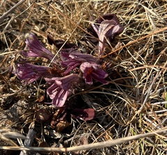 Aphyllon californicum