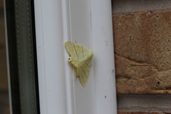 Ourapteryx sambucaria