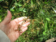 Rhynchospora corniculata