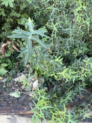 Berberis trifoliolata
