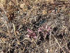 Aphyllon californicum