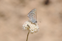 Satyrium behrii