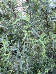 Berberis trifoliolata