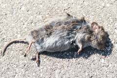 Microtus pennsylvanicus