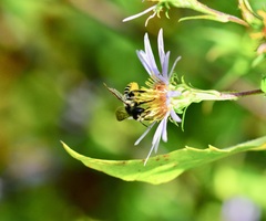 Megachile inermis