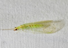 Chrysopa quadripunctata