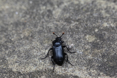 Nicrophorus humator