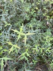 Berberis trifoliolata