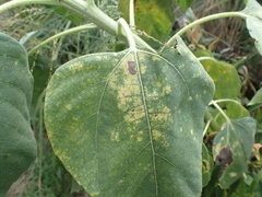 Puccinia helianthi