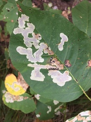 Cameraria guttifinitella