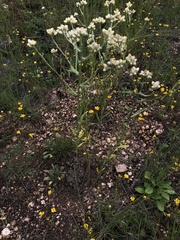 Pseudognaphalium macounii