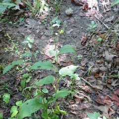 Symphyotrichum drummondii