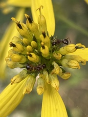 Camponotus subbarbatus