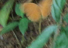 Faunis canens arcesilas