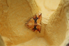Cidaria fulvata