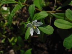 Talinum fruticosum