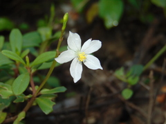 Talinum fruticosum
