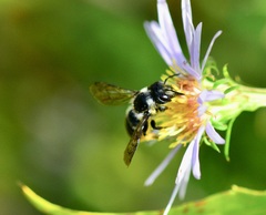 Megachile inermis