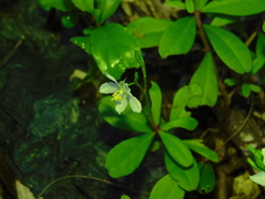 Talinum fruticosum