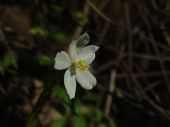 Talinum fruticosum