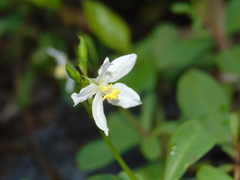 Talinum fruticosum