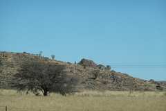 Aloidendron dichotomum