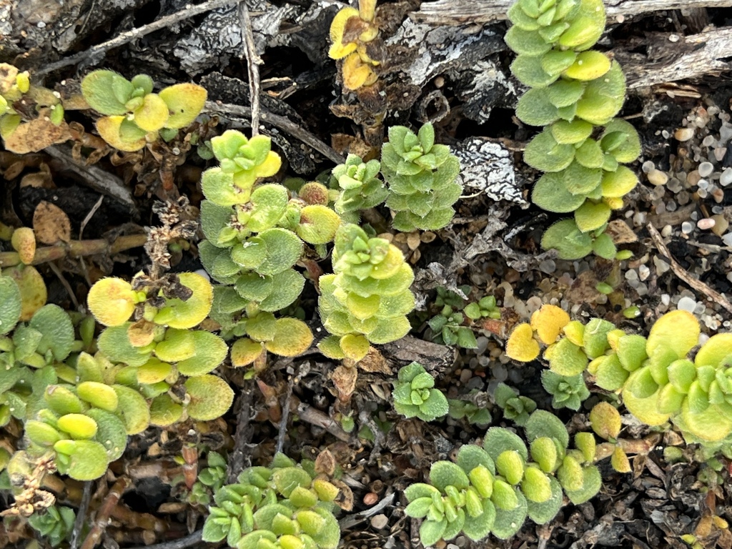 Herniaria maritima