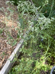 Eupatorium serotinum