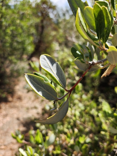 Image of Garrya veatchii by no rights reserved