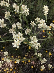 Pseudognaphalium macounii