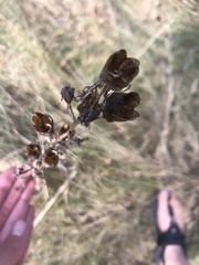 Camassia quamash