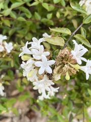 Abelia