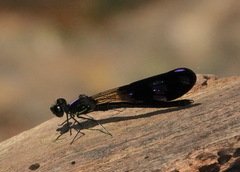 Aristocypha fenestrella