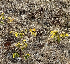 Apocynum androsaemifolium