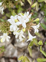 Abelia