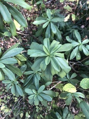 Daphne laureola