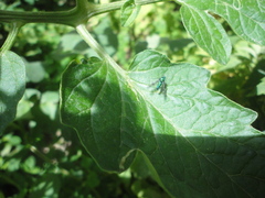 Condylostylus occidentalis