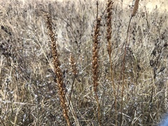 Piperia