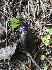 Carabus nemoralis