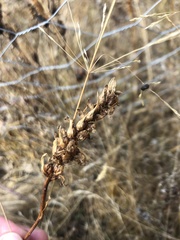 Piperia