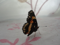 Chlosyne lacinia adjutrix