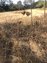 Lomatium nudicaule
